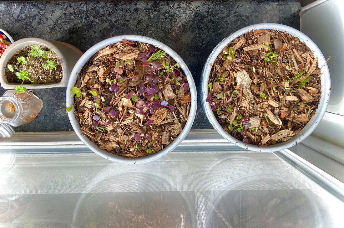 Win A Beginners Kit Of Eden's Gardens Essential Oils - Growing Up Herbal